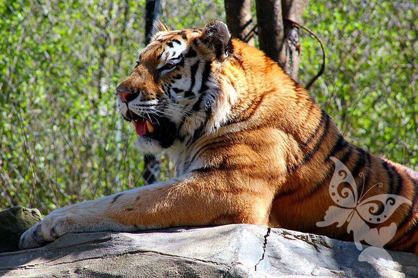 pittsburgh-zoo