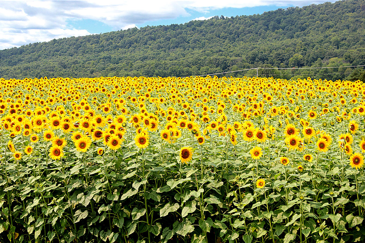 field of sunflowers